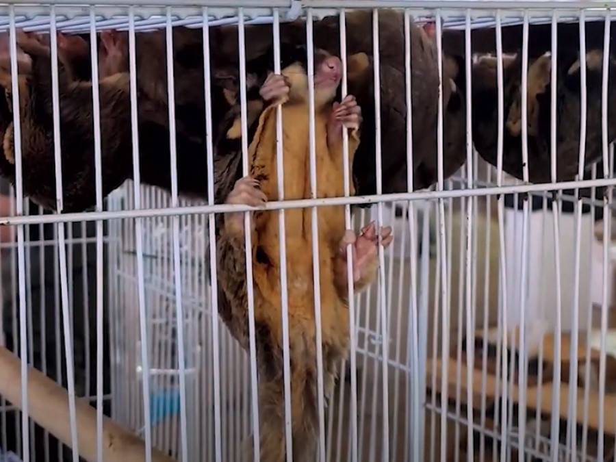 Animales salvajes feria