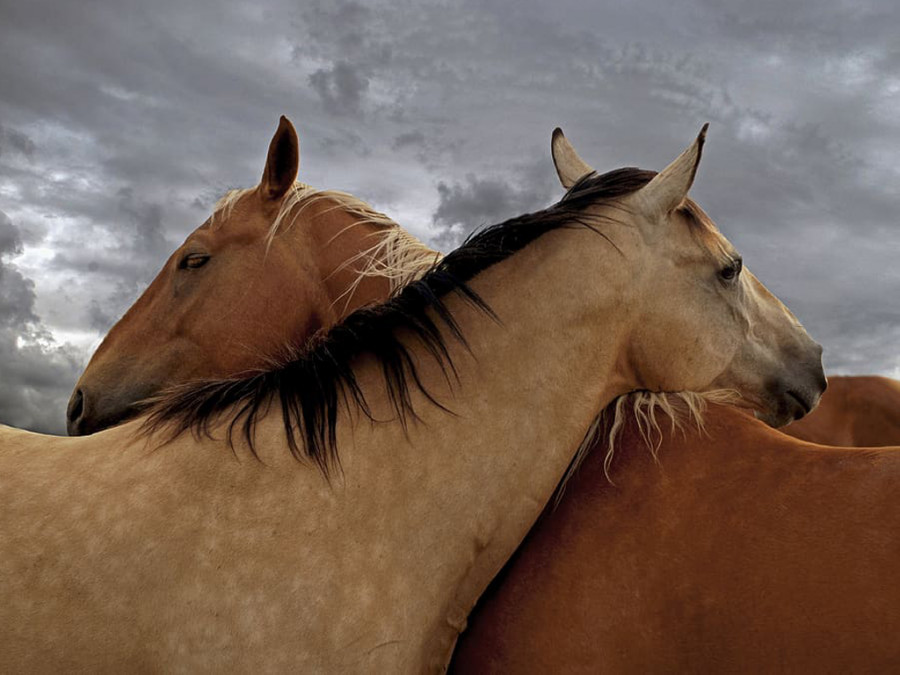 Caballos leishmania
