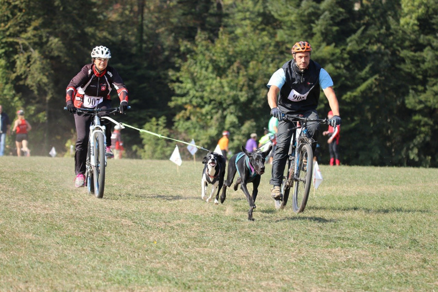 Carreras perros bicicletas