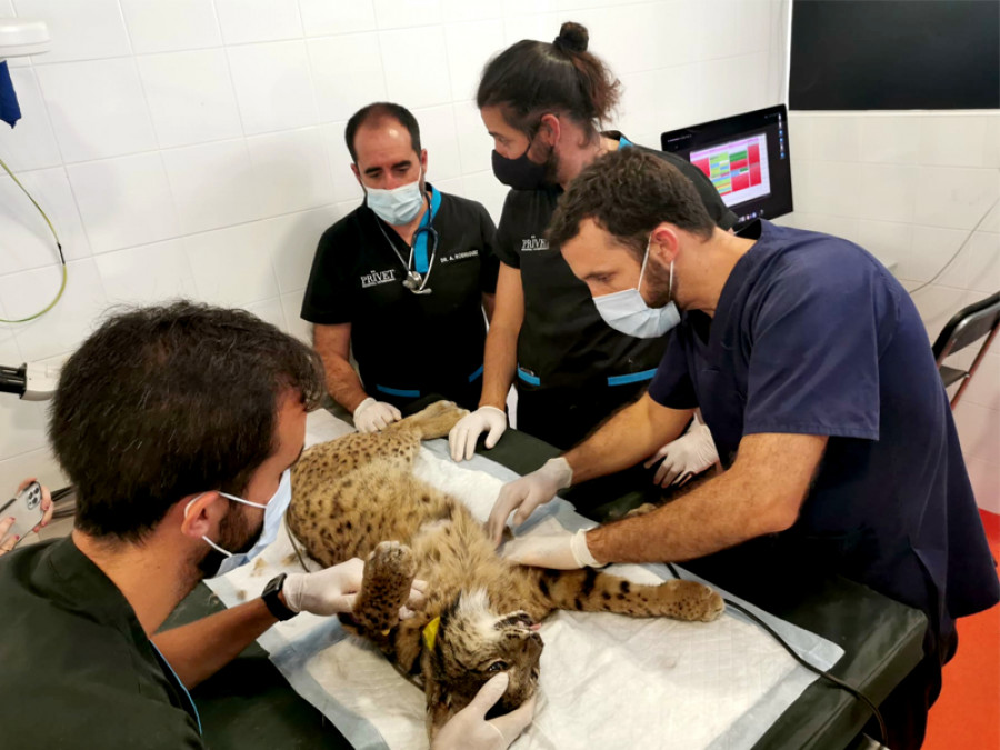 Hospital veterinario lincce