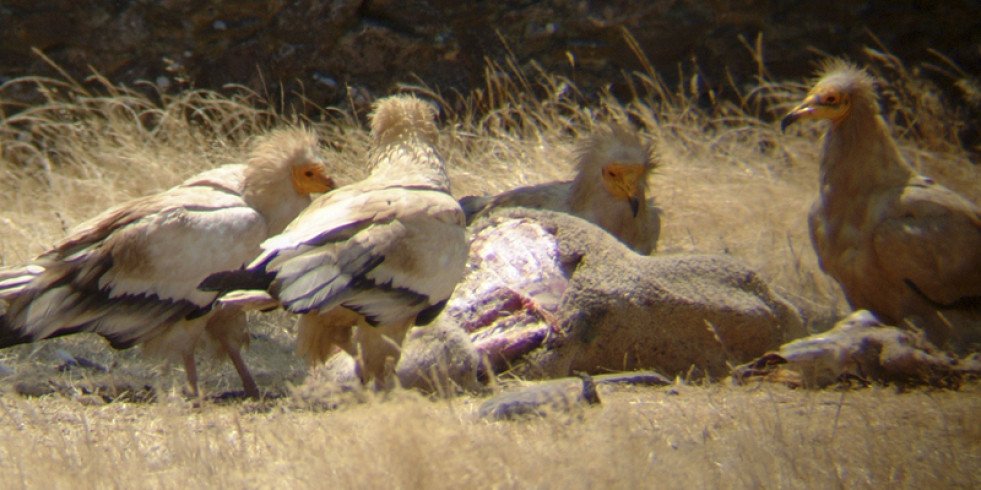 La normativa española de alimentación de aves necrófagas contribuye a su mejora