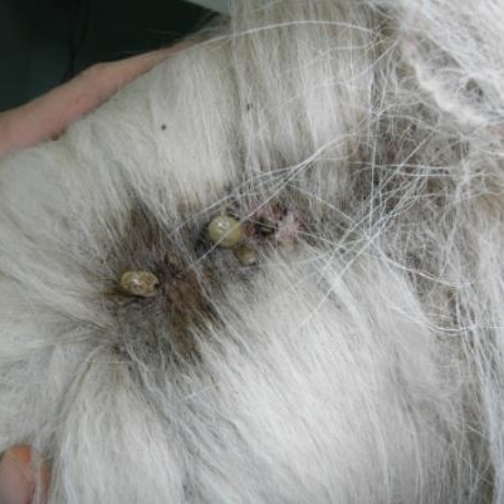 Bravecto® elimina el 100% de las garrapatas en perros infestados alojados en refugios de animales