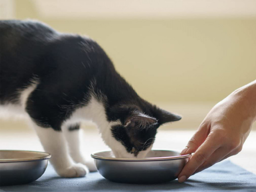 Comedero gato petfood pienso