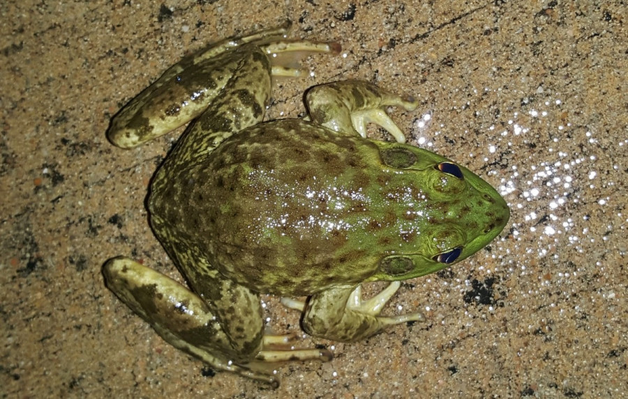 Rana toro especie invasora