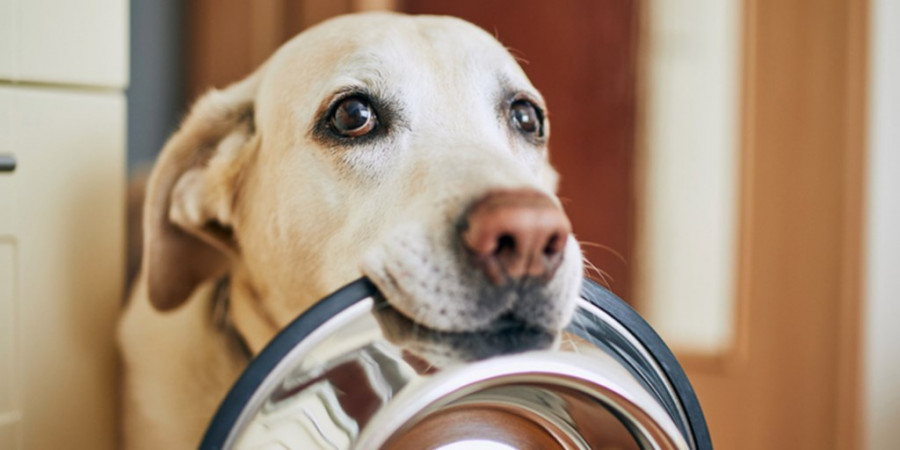 Petfood comida perro pienso