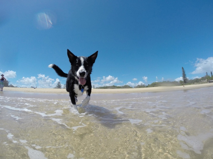 perro verano agua playa