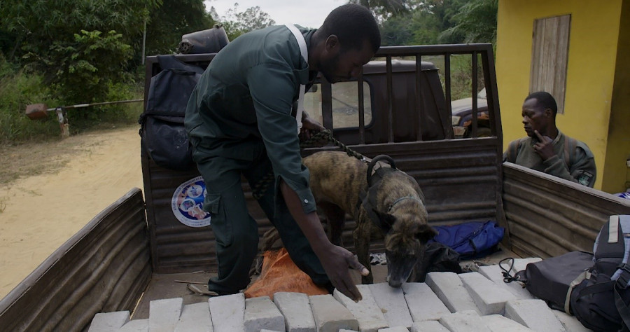 guardarropa Tortuga Intento Españoles adiestran dos perros para luchar contra el tráfico de especies en  Congo