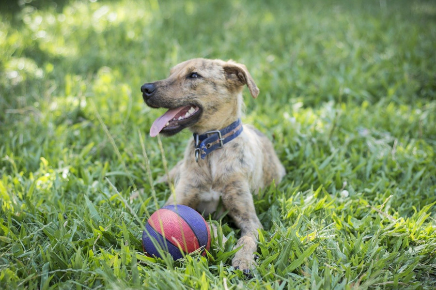 perro campo verano
