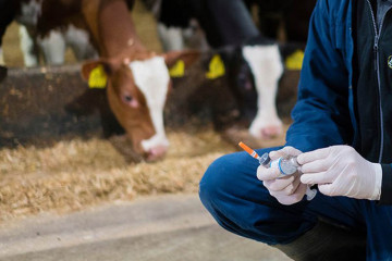 Medicamento veterinario ganadería vaca