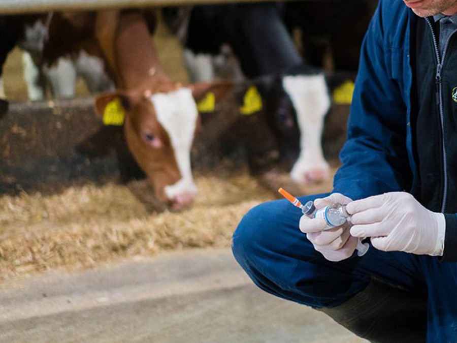 Medicamento veterinario ganadería vaca