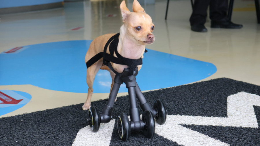 Carrito impreso perro