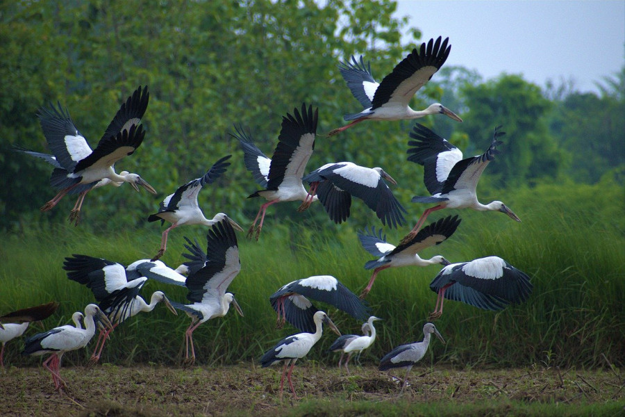 aves