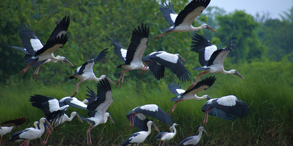 Gripe aviar: La cifra en España asciende a 34 focos en aves de corral y 65 en aves silvestres