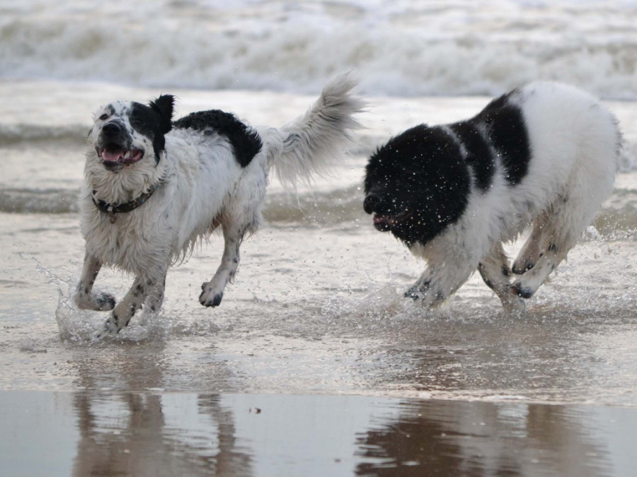 perro agua verano