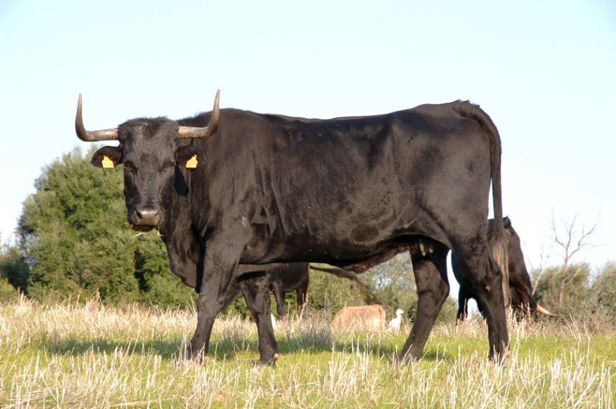 raza españa toro