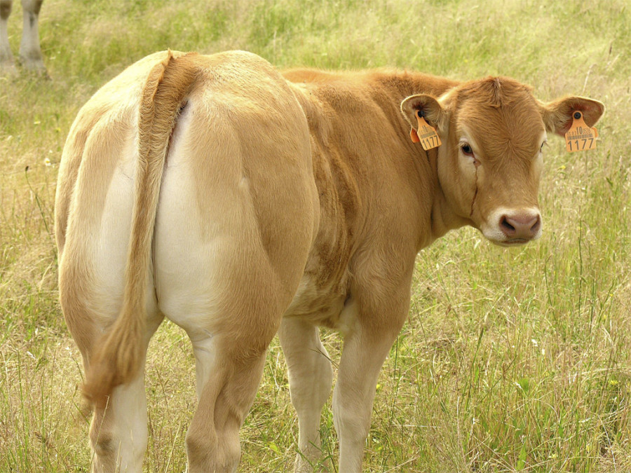 Bovino vaca extremadura