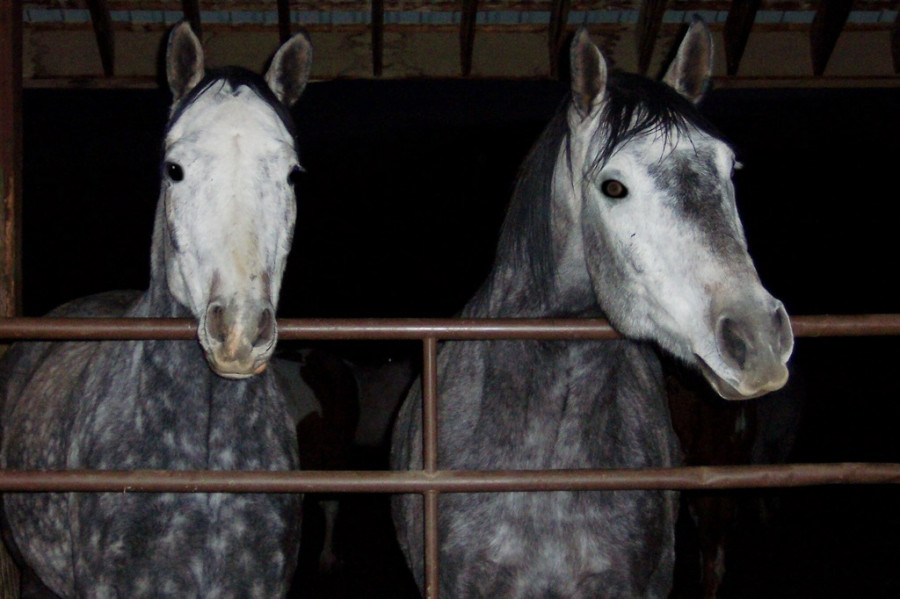 Farm portrait horse mammal stallion mane 570908 pxhere