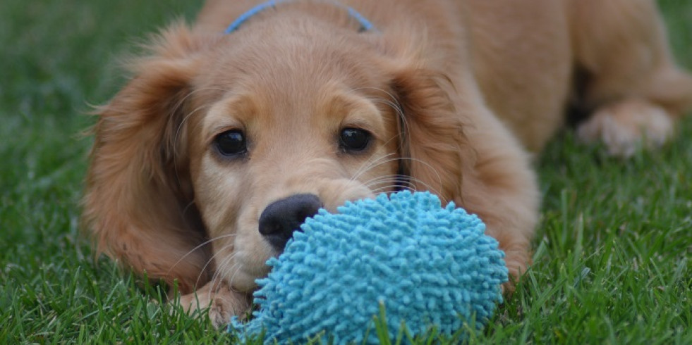 La alta demanda de cachorros en la pandemia aumentó el riesgo para su salud