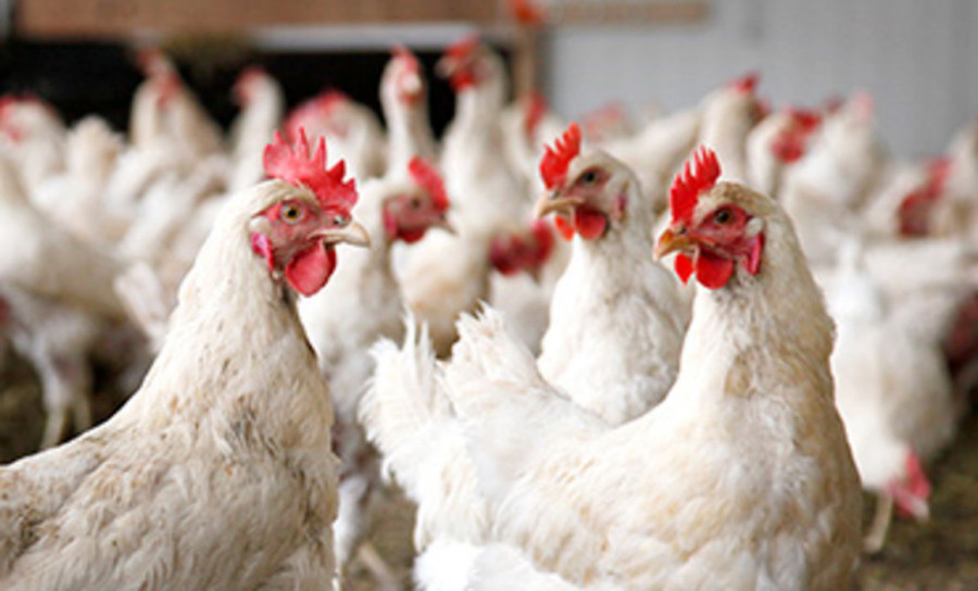 Influenza gallinas