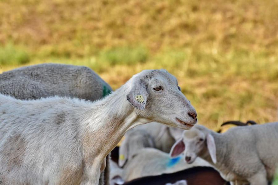 Pequeños rumiantes cabra