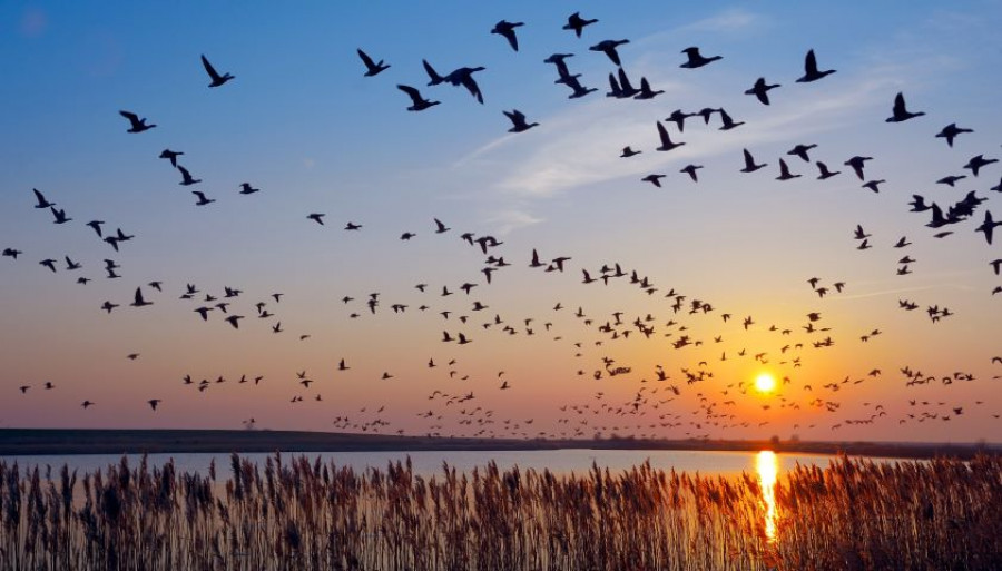 Aves