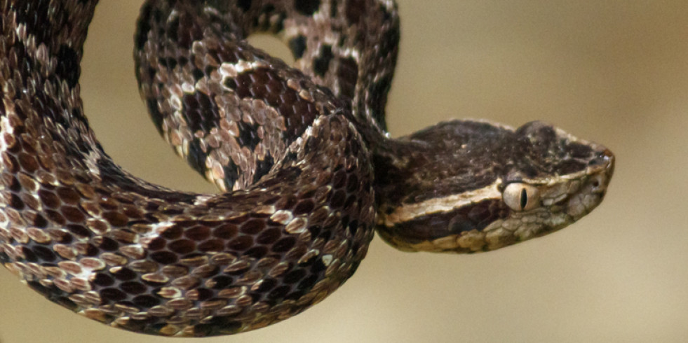 Una toxina de un veneno de serpiente puede ser útil contra la COVID-19