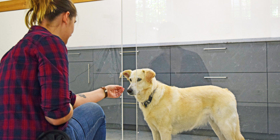 Descubren un posible nuevo aspecto de la inteligencia canina