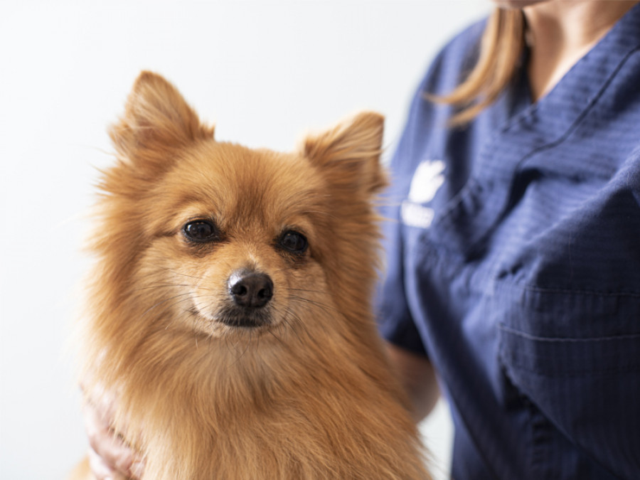 Anicura vet holding
