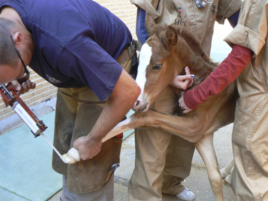Hospital veterinario complutense alumno