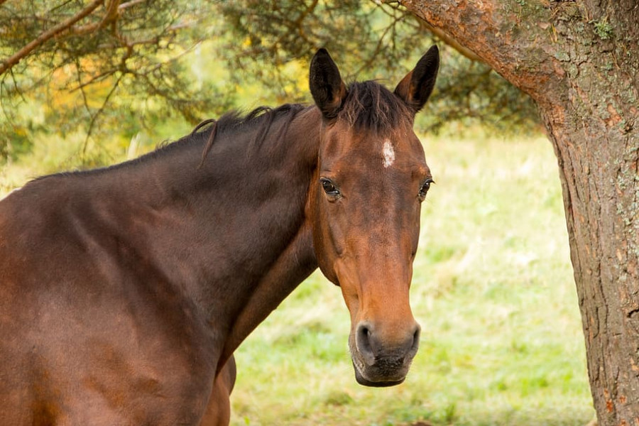 Caballo virus nilo cataluña
