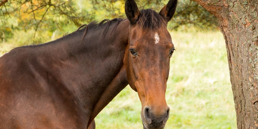 Detectan un caso del virus del Nilo Occidental en un caballo en Cataluña