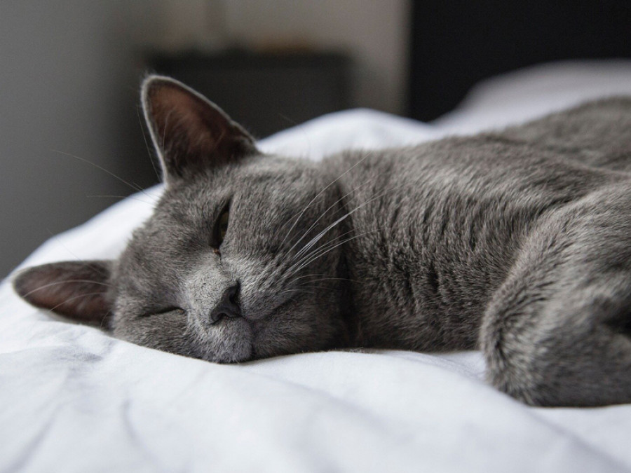 Gato gris