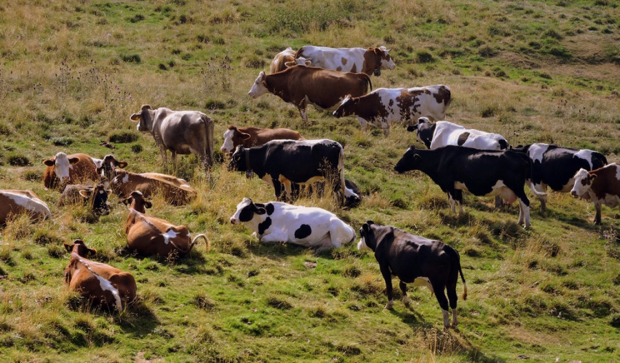 vacas ganadería