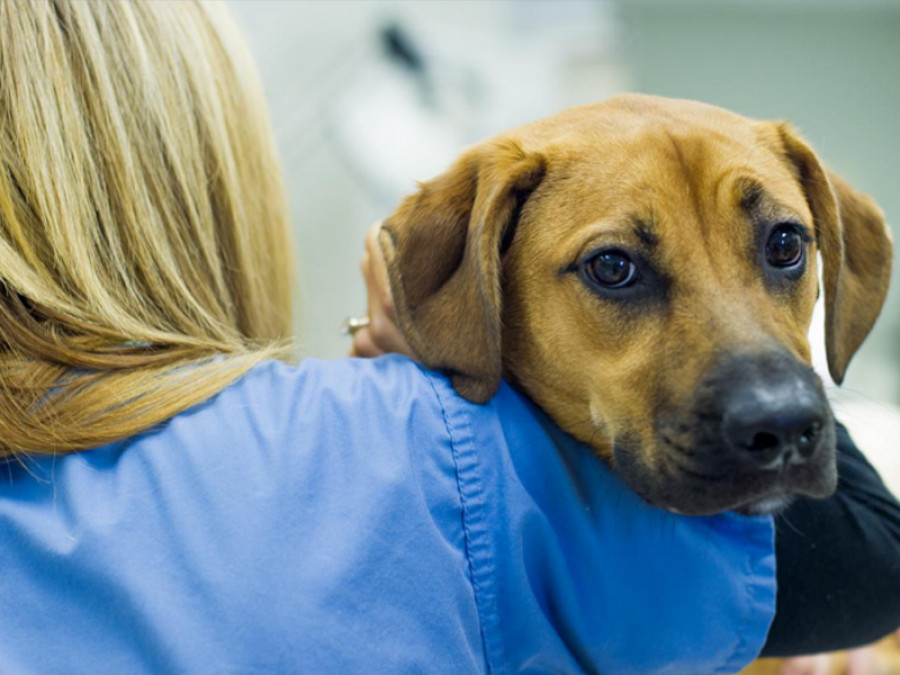 Veterinaria perro
