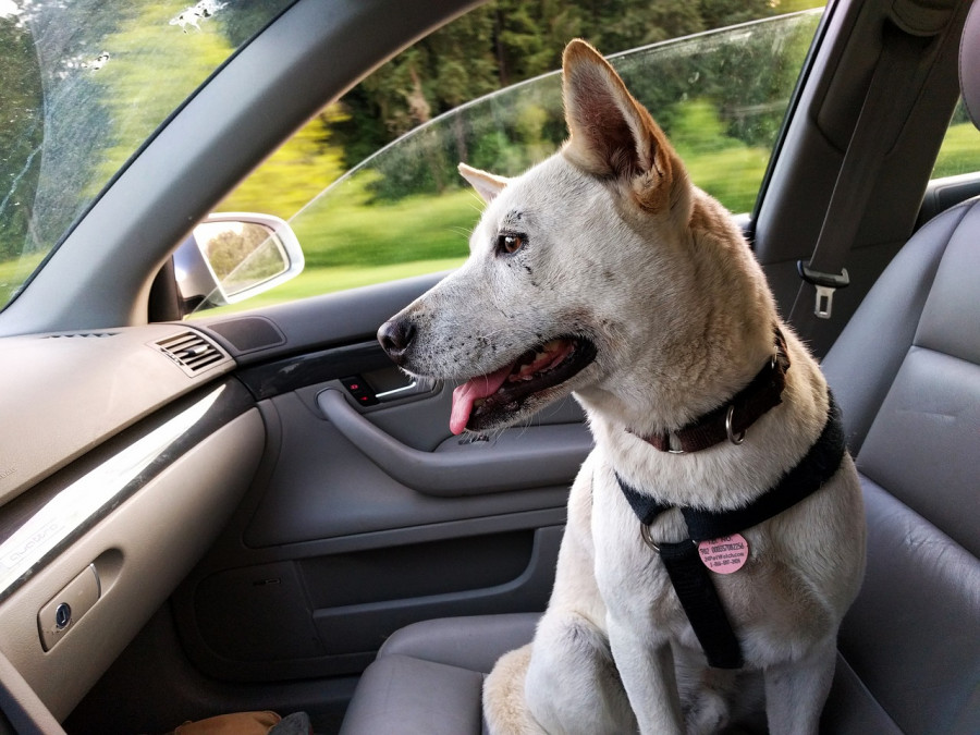 viajar perro
