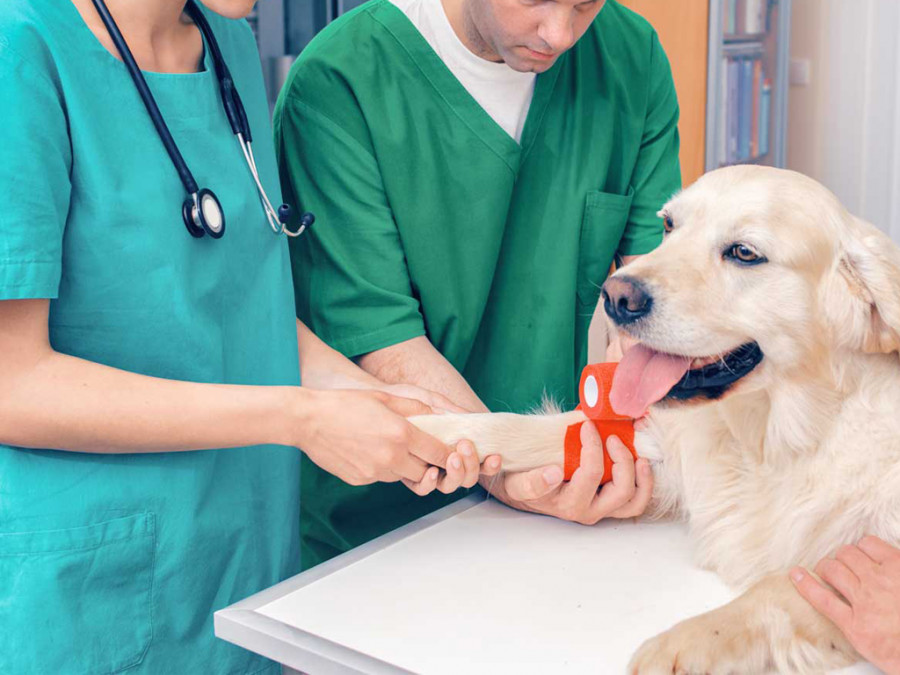 Veterinario veterinaria venda perro