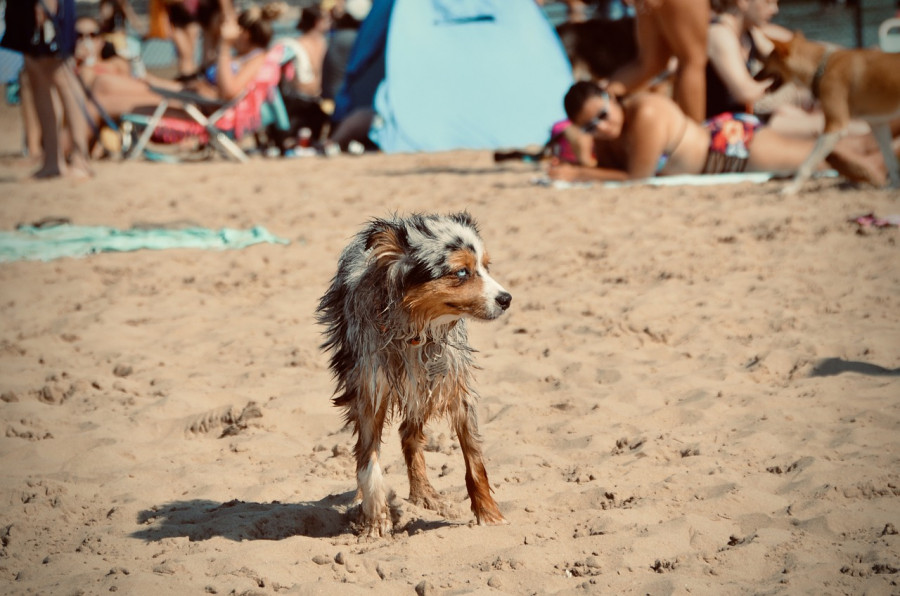 Perro playa calor