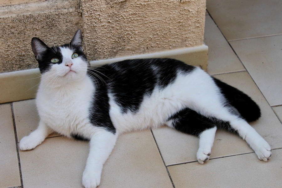 gato tumbado