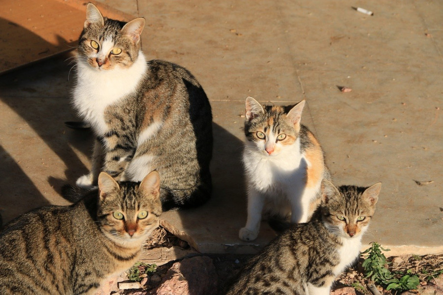 Gatos color pelo