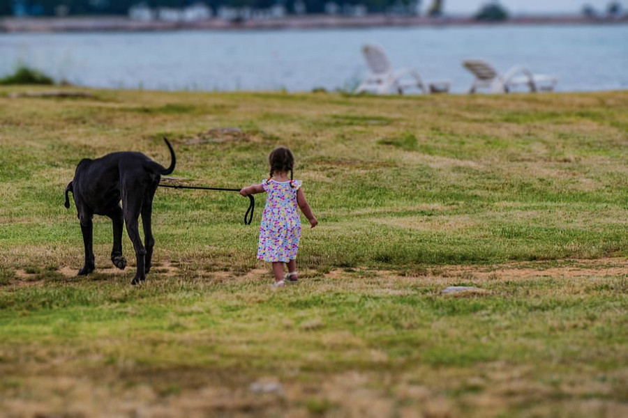 Perro niño