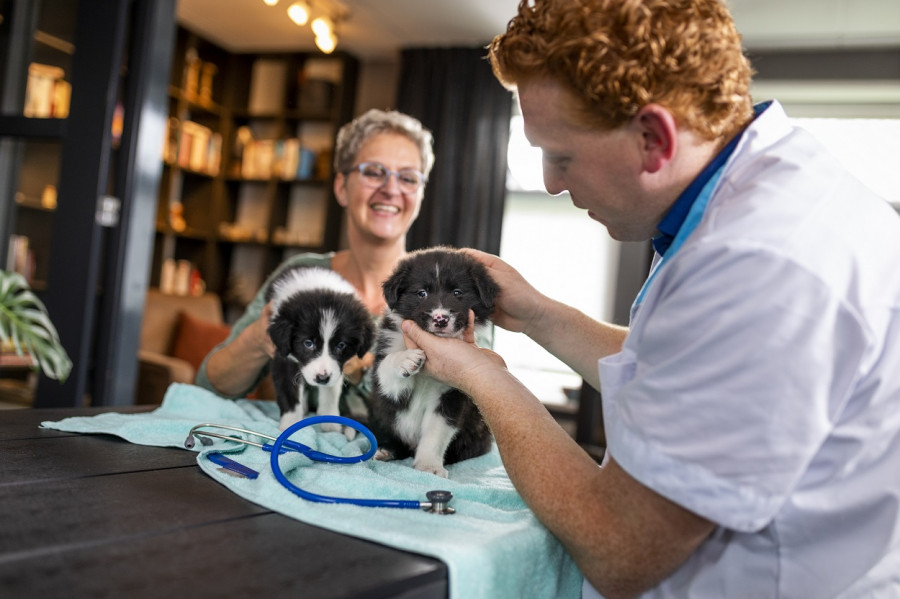 Vacunación cachorros veterinario