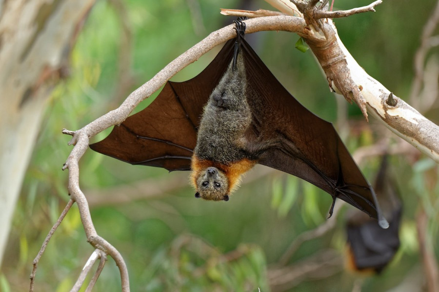 Nuevo estudio apunta que el SARS-CoV-2 pudo originarse en los murciélagos