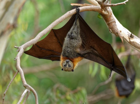 Encuentran por primera vez anticuerpos de filovirus en murciélagos australianos
