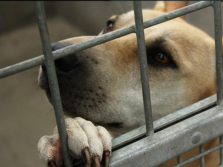 Perrera comercio perro