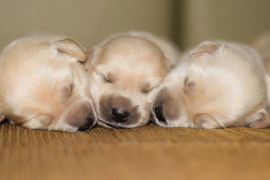 Cachorros perros