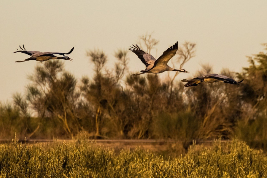 fauna silvestre españa