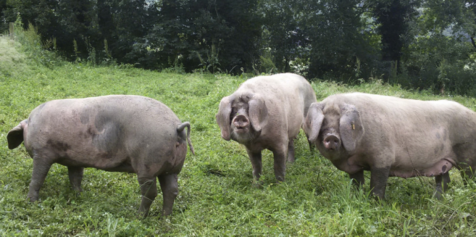 Investigan el potencial de una raza porcina española en peligro de extinción