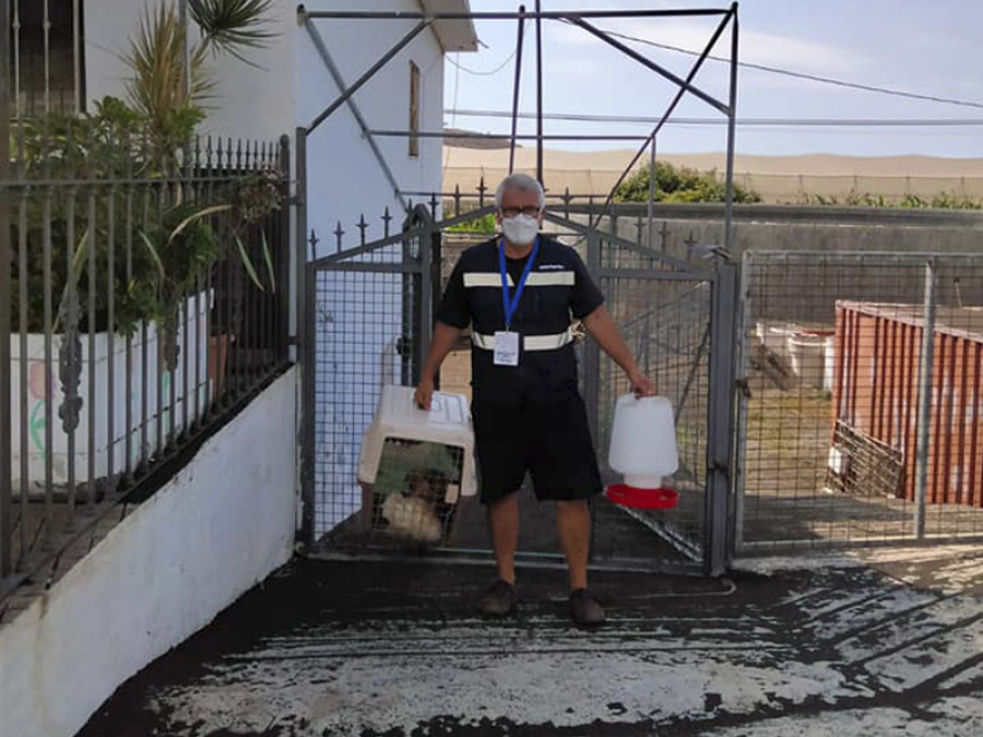 La palma animales veterinarios