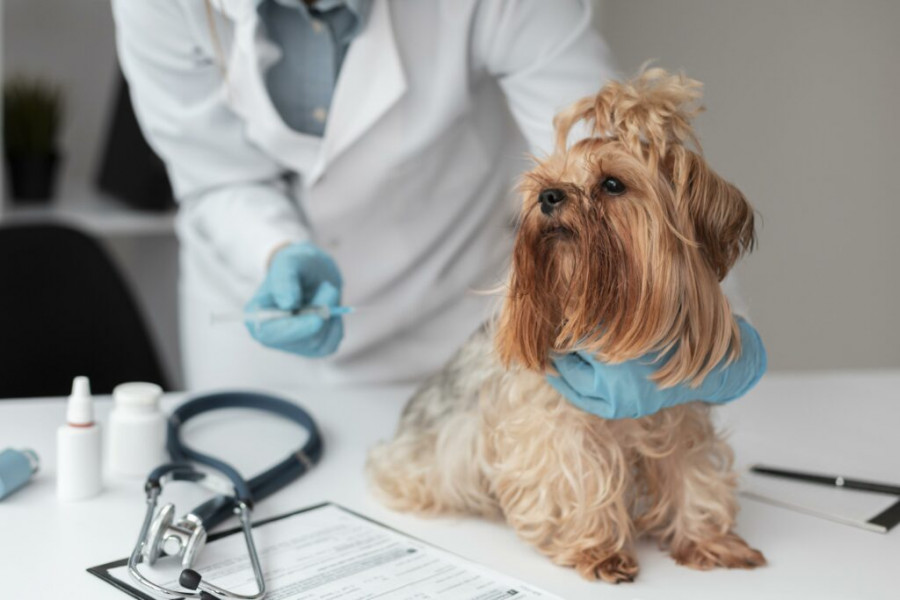 Veterinario vacuna antibióticos