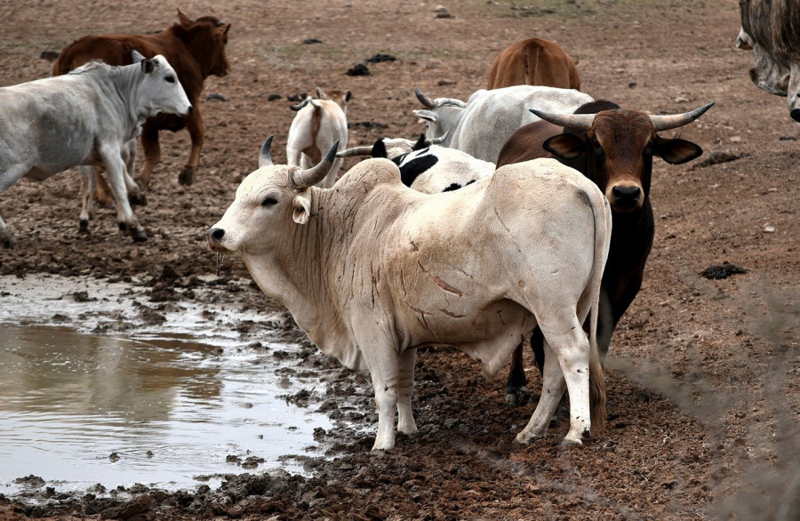 Ganado áfrica